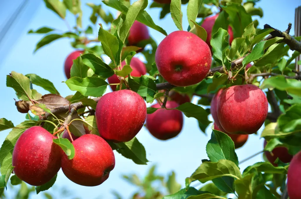 appletrad